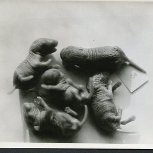 DEER MOUSE BABIES 3 Days Old - Peromyscus Maniculates Osgoodi - 1920s Biology Photo -