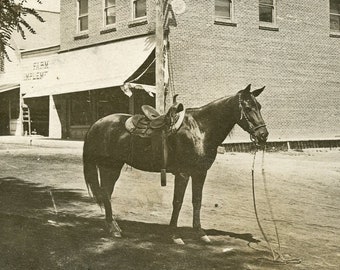 HORSE Standing Alone in Middle of Dirt Street in Dufur Oregon - 1910 Photo Postcard RPPC