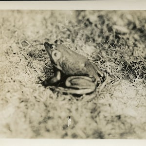 AMERICAN BULLFROG 1927 Biology Photo - Rana Catesbiana - Morgan City, Iowa