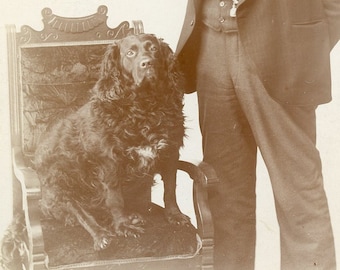 Man with His Best Friend - BLACK SPANIEL DOG - Clarinda Iowa - 1890s Cabinet Card Photo by Nickols