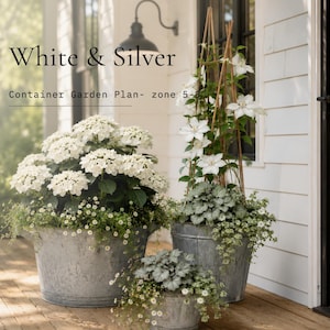 Puede incluir: Tres tinas de metal galvanizado con un plan de jardín en macetas blanco y plateado para las zonas 5-8. El arreglo incluye flores de hortensia blancas, clemátides blancas en un enrejado de madera y pequeñas flores blancas con follaje.