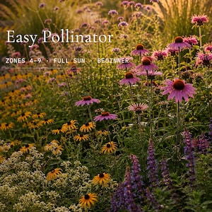 May include: A colourful garden scene with a variety of flowers in bloom. The image features purple coneflowers, yellow black-eyed Susans, and other blooms. Text overlay reads "Easy Pollinator" and zone information.