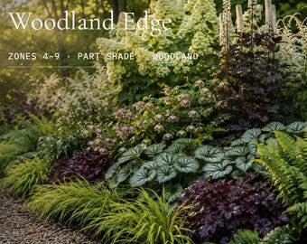 Puede incluir: Un plan de plantación titulado Woodland Edge, Zones 4-9, Part Shade, Woodland. La imagen muestra una variedad de plantas que incluyen hortensias blancas, follaje morado oscuro, helechos verdes y hojas con vetas plateadas junto a un sendero.