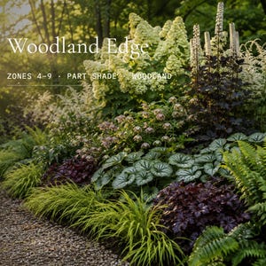 Op de afbeelding: Een weelderige border met een verscheidenheid aan planten, waaronder varens, grassen en bloeiende struiken. De tekst "Woodland Edge" wordt in het wit weergegeven, samen met zone- en schaduwinformatie. De planten hebben tinten groen, paars en wit.