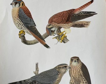 Antique Sparrow and Pigeon Hawks Audubon Lithograph from the New York State Museum