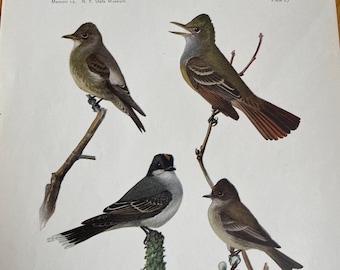 1924 Lithograph from Birds of New York Featuring Flycatchers, Kingbird, and Phoebe