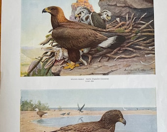 Antique Audubon Lithograph from New York State Museum including Bald Eagle and Golden Eagle