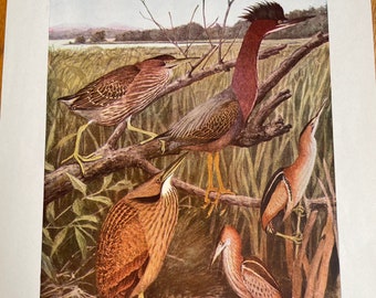 Green Heron and Bitterns 1924 Audubon Print from Birds of New York