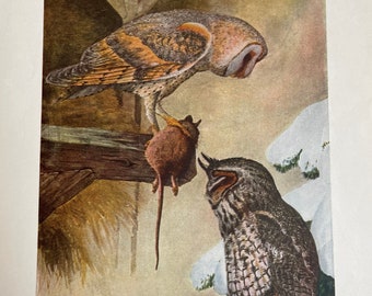 Antique Barn Owl and Long-Eared Owl Audubon Lithograph from the New York State Museum