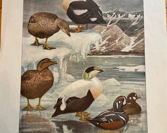 Antique Print Waterfowl Audubon Lithograph Featuring Harlequin Ducks and Eiders