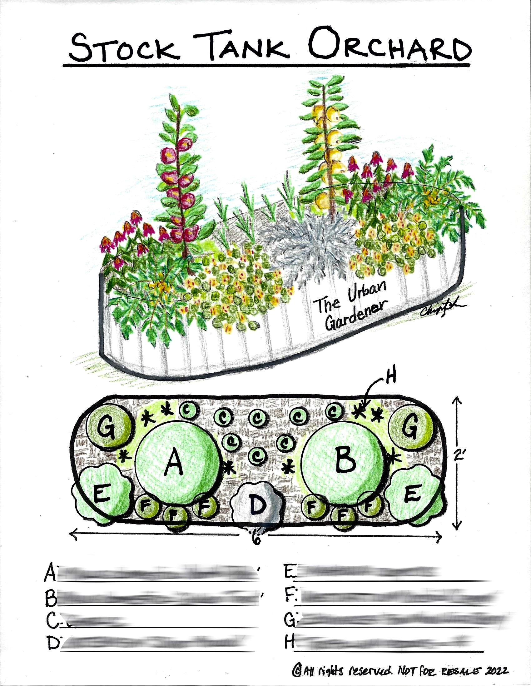 Image of Orchard companion planting diagram