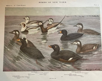 Squaw and Scoter 1924 Audubon Print from Birds of New York