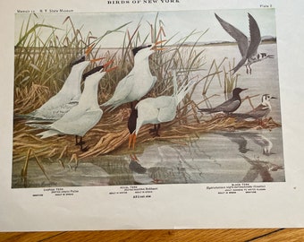 Caspian, Royal, and Black Tern 1924 Audubon Print from Birds of New York