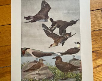 Antique Audubon Lithograph Featuring Jaegers Birds of New York