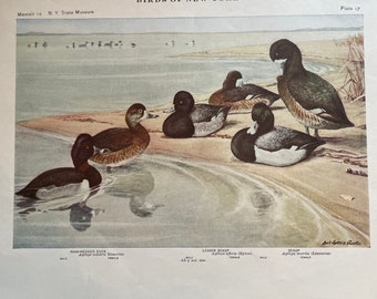 Ring-Neck Duck and Scaup 1924 Audubon Print from Birds of New York