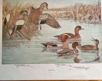 Widgeon and Teal 1924 Audubon Print from Birds of New York