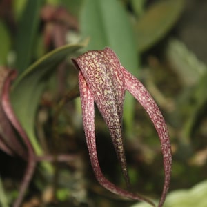 Bulbophyllum Orchid Plant (grandiflorum x longisepalum) - 2&quot; Pot
