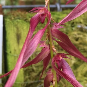 Bulbophyllum kanburiense (Pink)  1 Plant bloom size , orchid for home & Garden collection