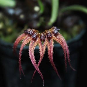 Bulbophyllum sphaericum Orchid - Bloom Size Plant