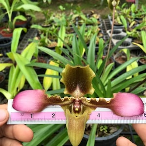Paphiopedilum hirsutissimum orchid  1 plant collection and home decore