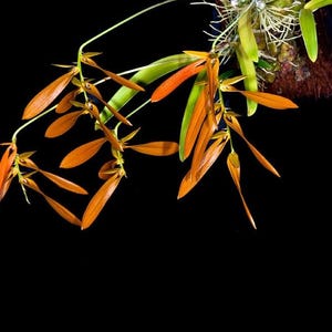 Bulbophyllum wallichii Orchid Plant - Home Garden Collection