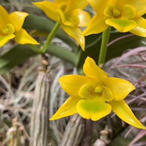 Dendrobium trigonopus 1 Planta orquídea , Dendrobium