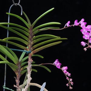 Orchid Aerides krabiense 1 plant orchid collection