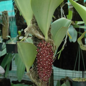 Bulbophyllum beccarii 1 Plant bloom size , orchid for home & Garden collection