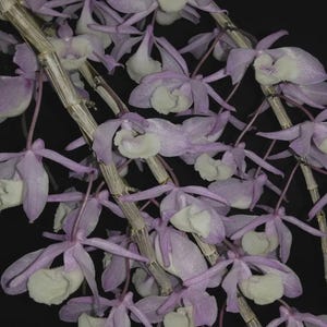 Orquídea Dendrobium primulinum 1 planta flor de orquídea fragante