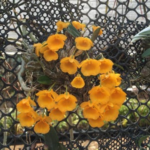 Orquídea Dendrobium jenkinsii, 1 planta, tamaño de floración, colección de orquídeas