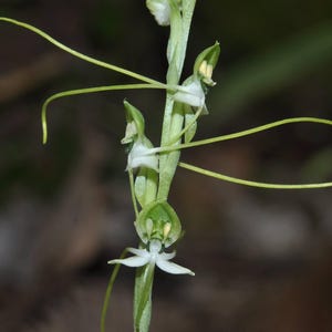 Tubercule d&#39;orchidée Habenaria diphylla : orchidée terrestre terrestre