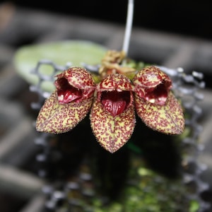 Bulbophyllum bootanoides &#39;frostii&#39; Orchid Plant - Bloom Size