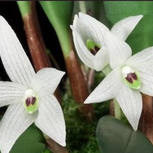 Ceratostylis sp (White flower) 1 plant Tropical Orchid species  rare and miniature orchid