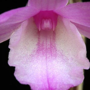Colección de orquídeas Dendrobium exilicaule de 1 planta. Orquídea Dendrobium rosa.