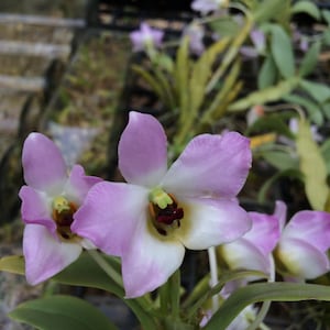 Dendrobium trantuanii 1 Planta orquídea , Dendrobium