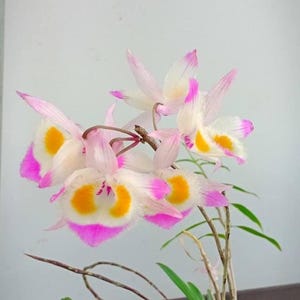 Orquídea Dendrobium devonianum 1 planta colección de orquídeas con capullo de flor