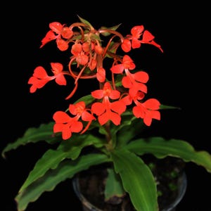 Orchid Habenaria roebelenii (Laos) 2 plant orchid plant home garden collection