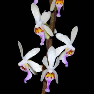 Orchidée miniature Diploprora truncata - Orchidée aérienne rare