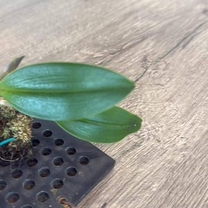 Orchid Bulbophyllum kubahense (Bulb.kubahense) 1 plant orchid collection