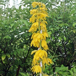 Orchidée Eulophia flava (fleur jaune) 1 bulbe Orchidée terrestre eulophiaflava eulophiaorchid