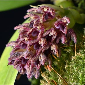 Bulbophyllum dhaninvattii Orchid - Home Garden Plant
