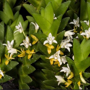 Eria aporoides Orchid Plant - Home Garden Collection - 1.5&quot; Pot