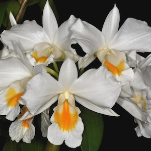 Dendrobium formosum 1 Planta de orquídea, Dendrobium Fragrant Orchid