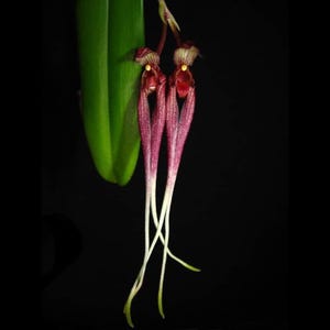 Bulbophyllum Biflorum Orchid Plant: Rare Species Collection