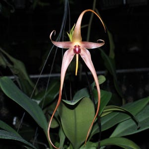 orchid Bulbophyllum echinolabium 1 plant orchid collection