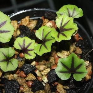 Orchidee Nervilia infundibulifolia Aardorchidee met 3 bollen Juweelorchidee
