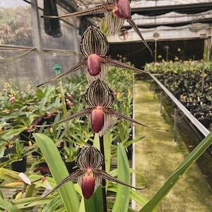 Orchid Paph rothschildianum 1 plant orchid collection for home garden collector