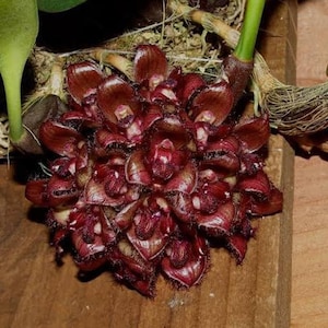 orchid Bulbophyllum sigaldiae (rare orchid) 1 plant bloom size