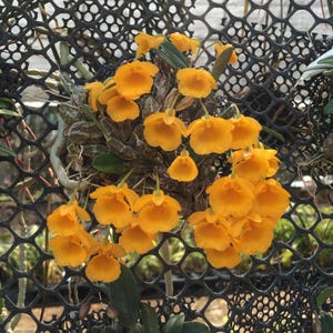orquídea Dendrobium jenkinsii 1 planta colección de plantas de orquídeas, orquídea fragante