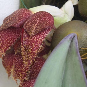 Bulbophyllum phalaenopsis (Papua New Guinea) 1 Plant bloom size , orchid for home & Garden collection